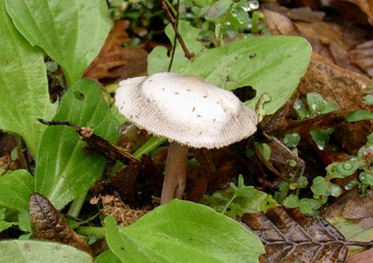 494 Novembre vecchio ritrovamento